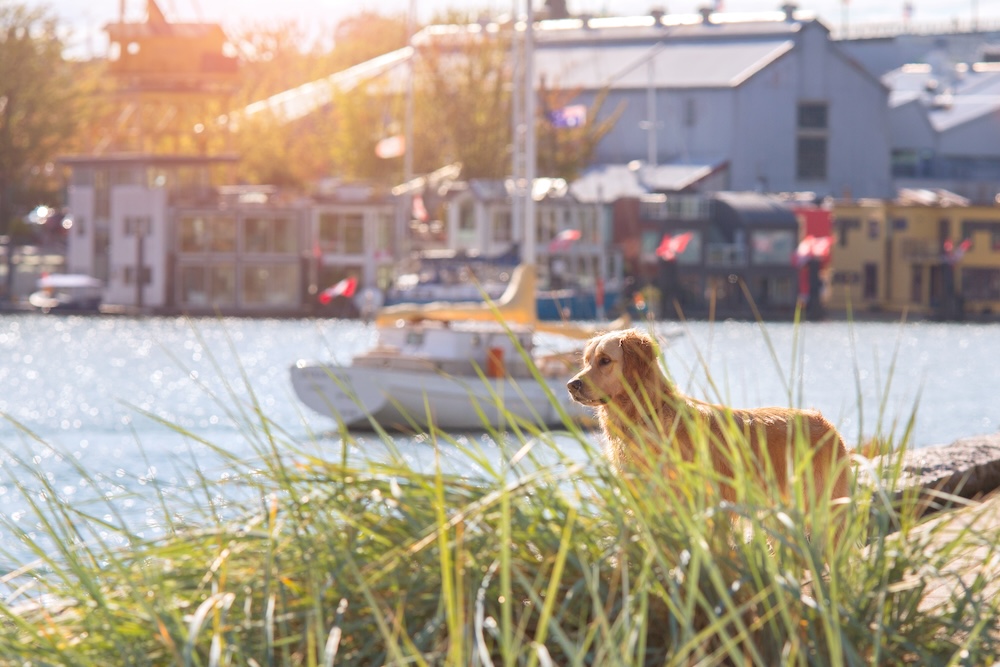 Dog standing by water with boats in background