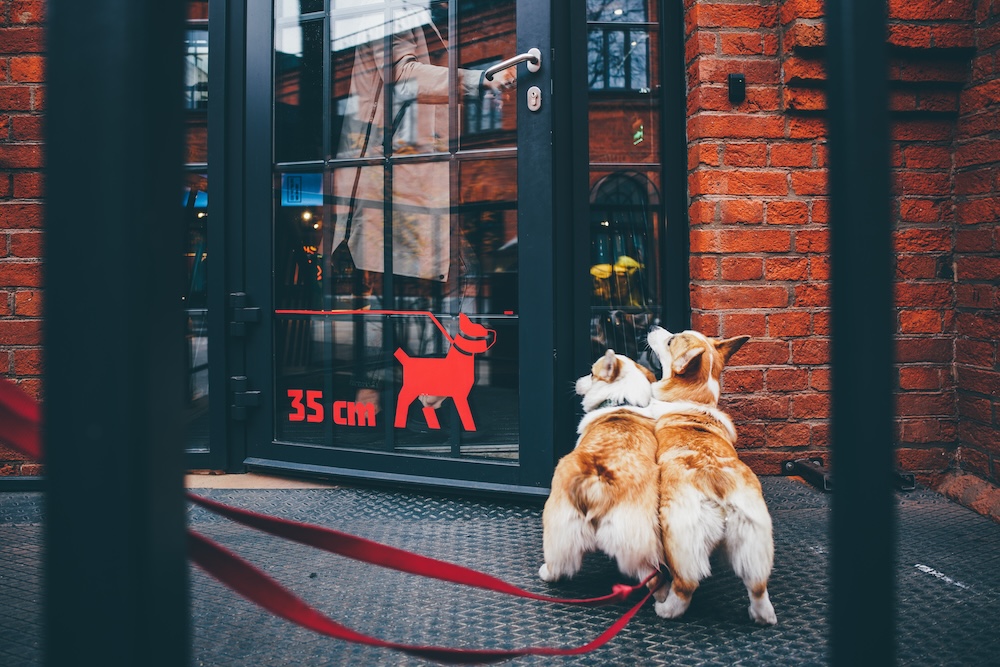 two corgi's going inside a building