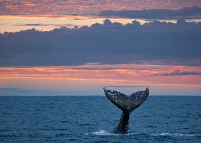 Whale Watching in Oregon